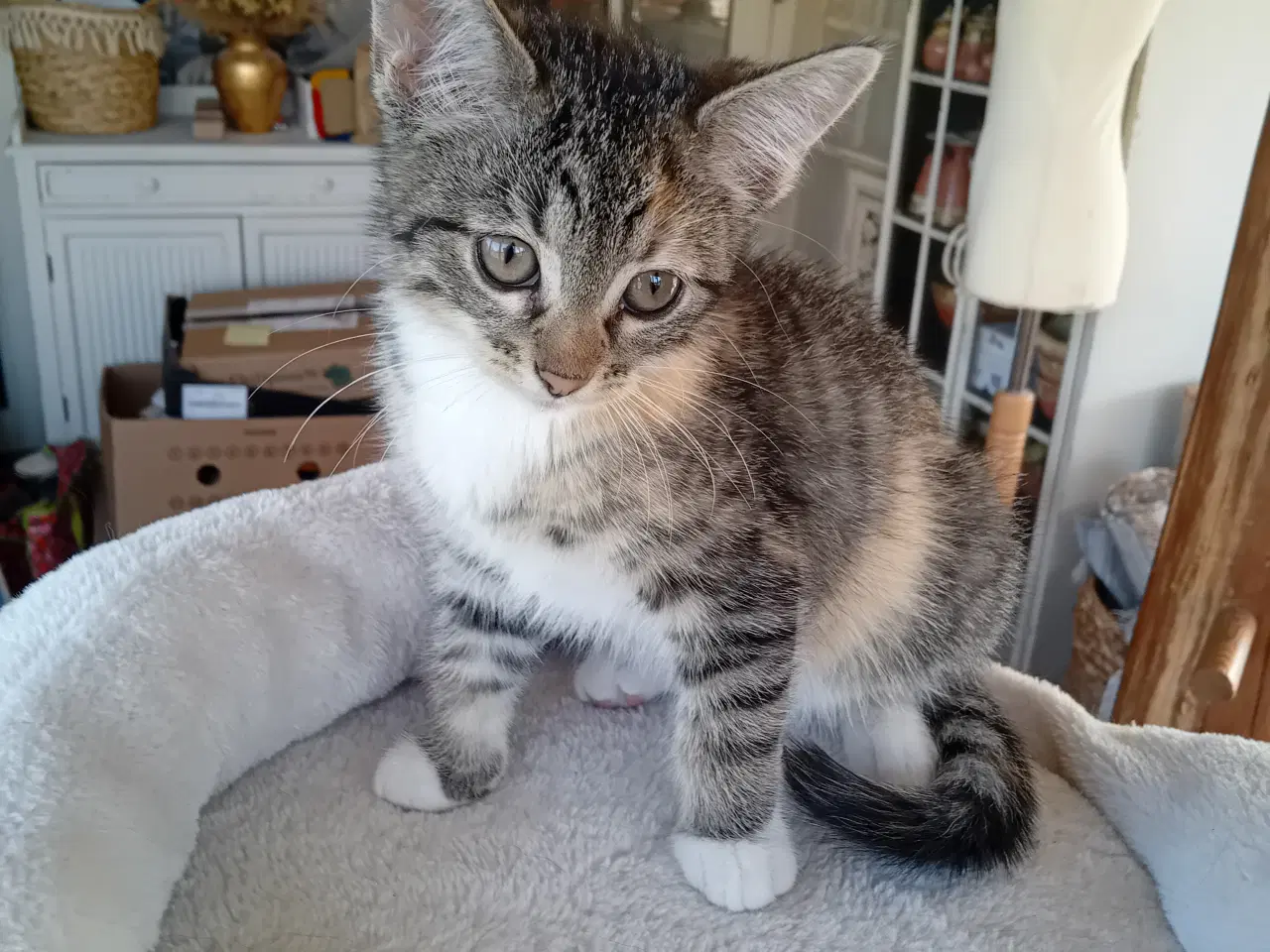 Billede 2 - Maincoon blanding