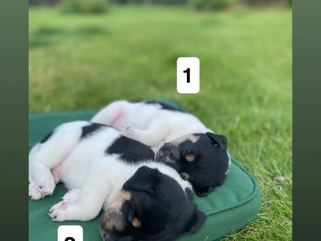 Billede 10 - Dansk svensk gårdhunde hvalpe søger nyt og kærligt