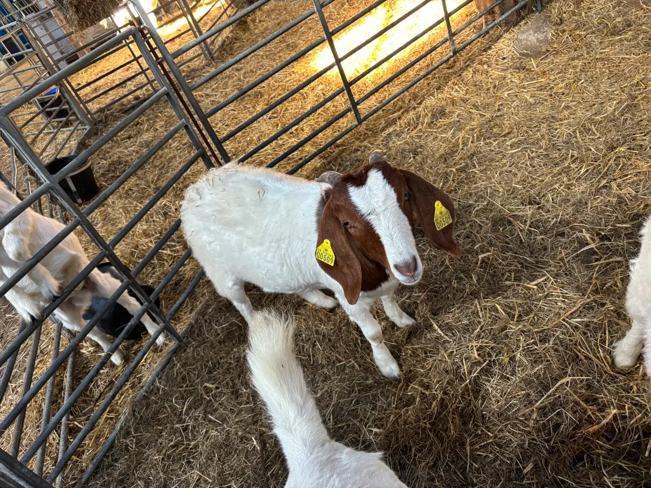 Billede 1 - Boergeder sælges. 2 års drægtig. 