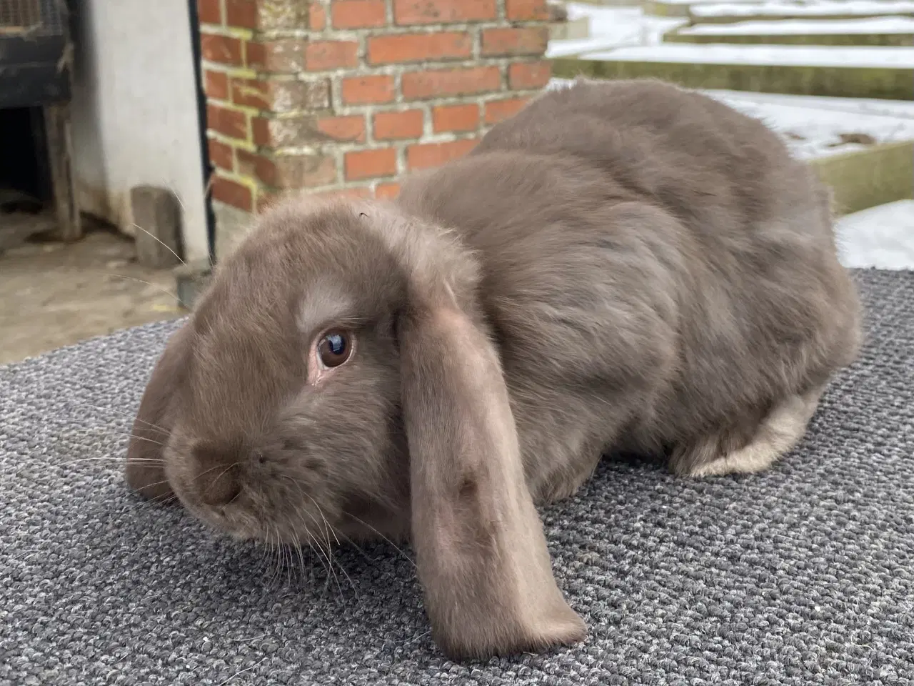 Billede 5 - FRANSK VÆDDER HAN EGERN