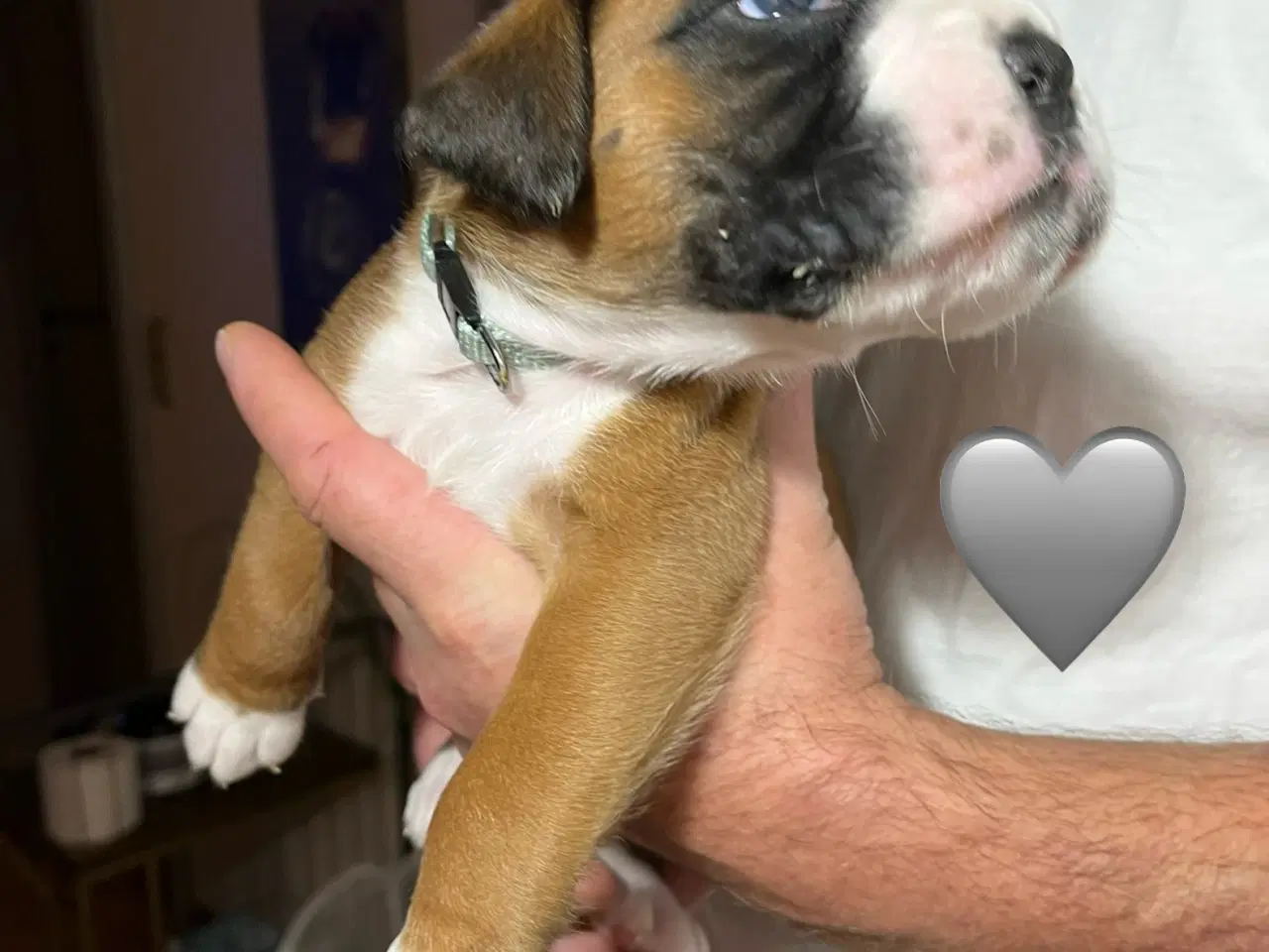 Billede 3 - Skønneste Boxerhvalpe søger nyt hjem