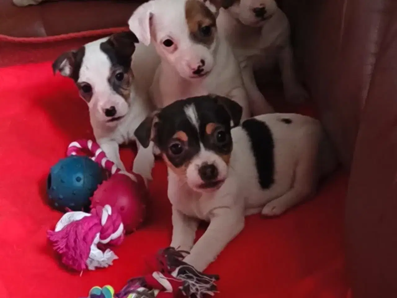 Billede 1 - 7 Skønne JRT hvalpe med masser af personlighed