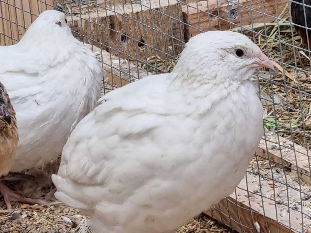 Billede 8 - Jumbo vagtler kokke 