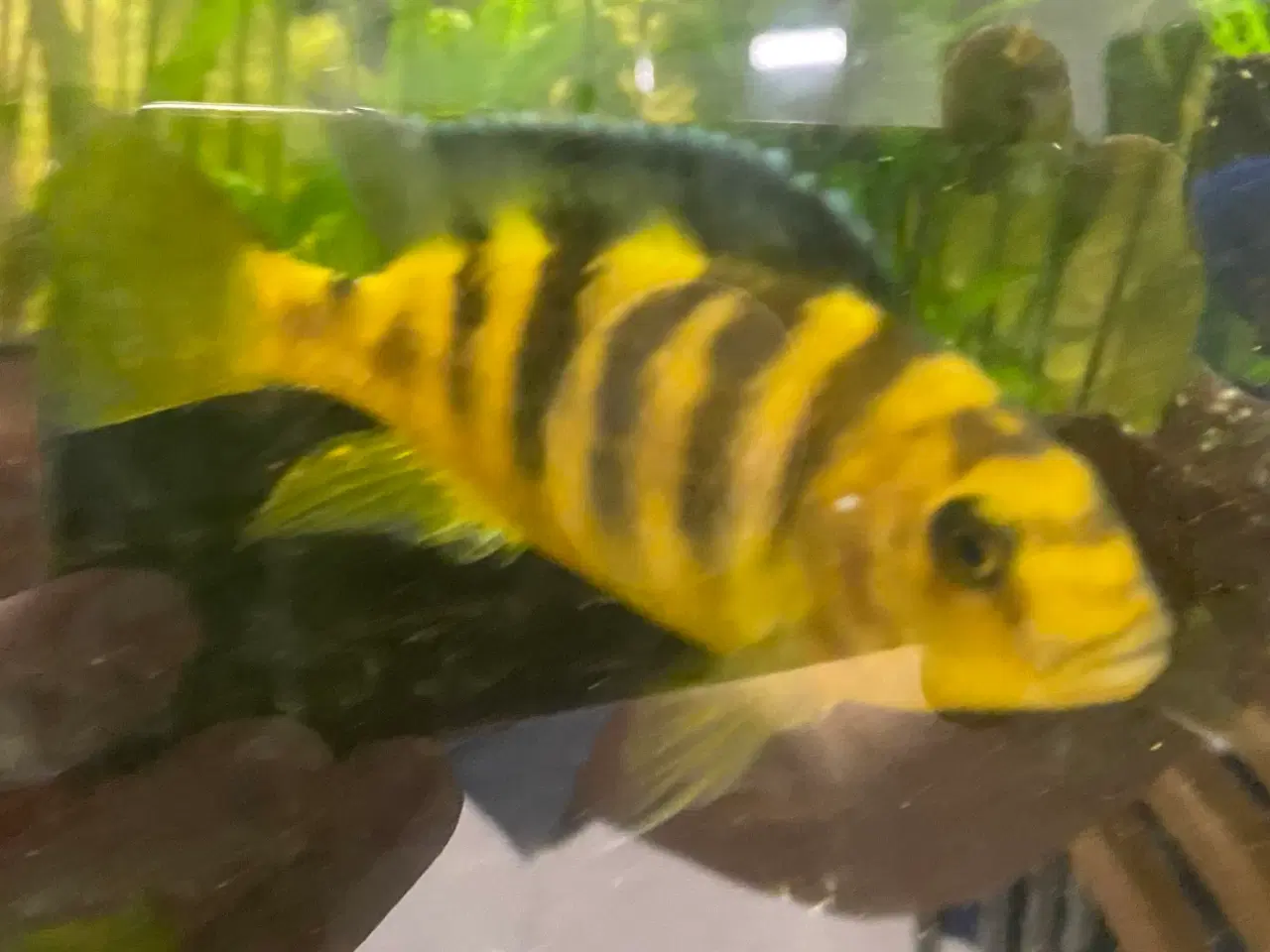 Billede 3 - Humlebi Cichlide (Maylandia Crabro)