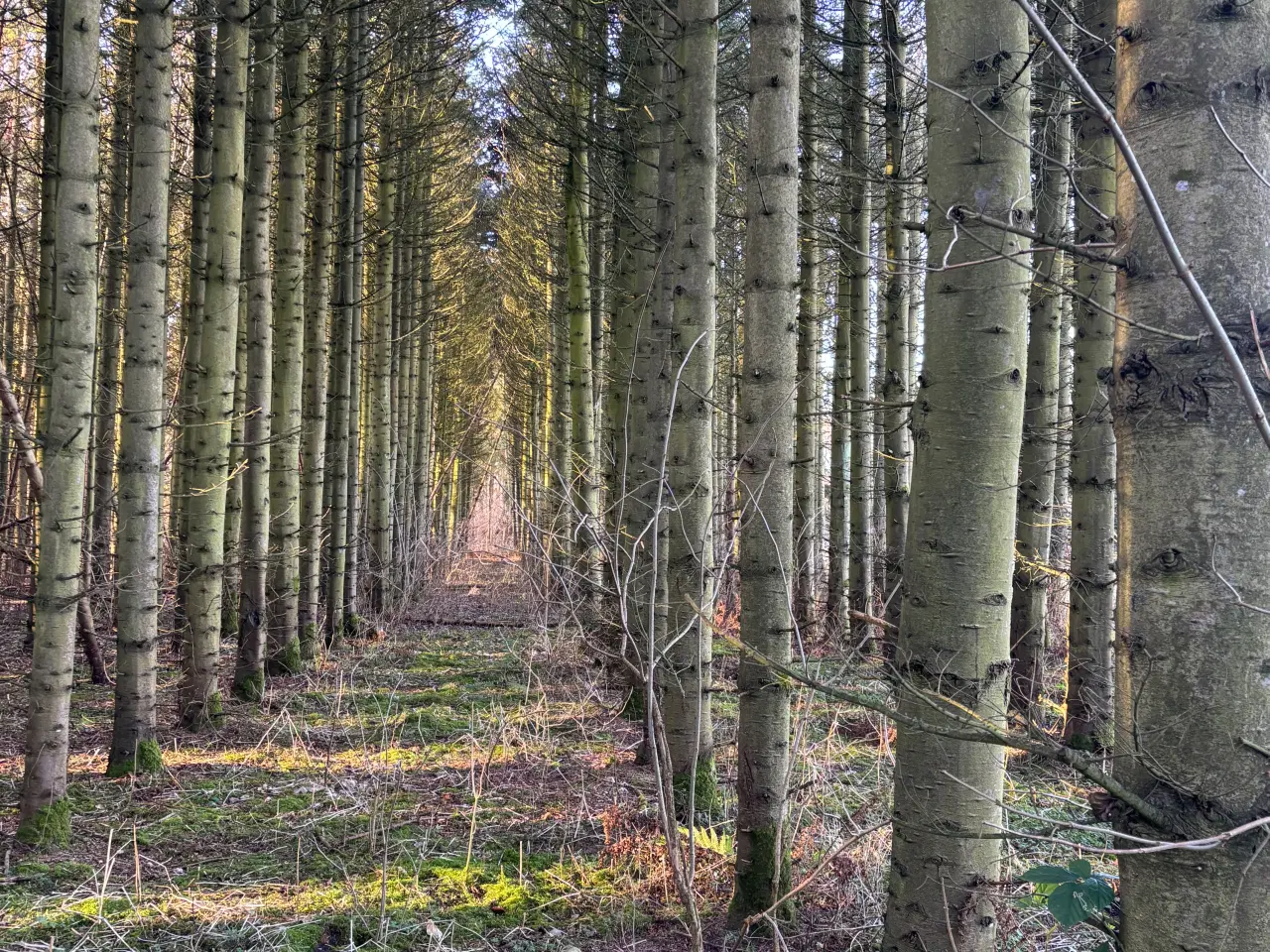 Billede 1 - Granstammer sælges på roden