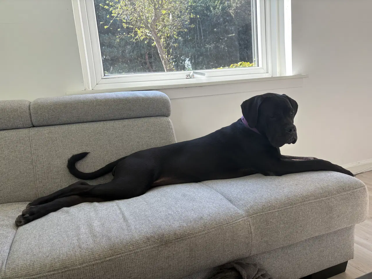 Billede 3 - Cane Corso /presa canario 