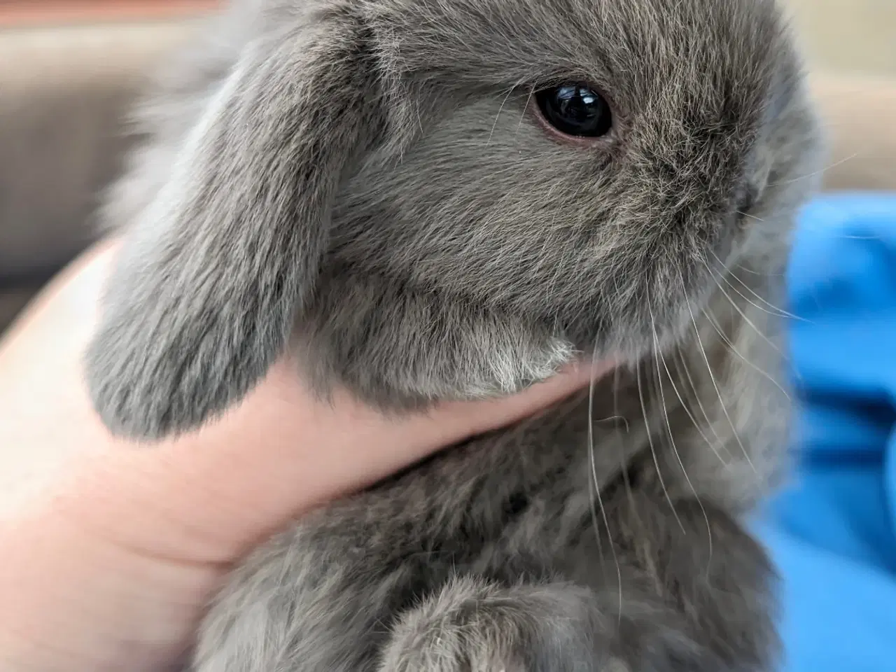 Billede 2 - Minilop kaninunge sælges 