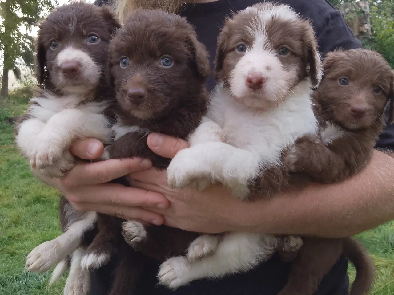 Billede 3 - Aussie doodle hvalpe 