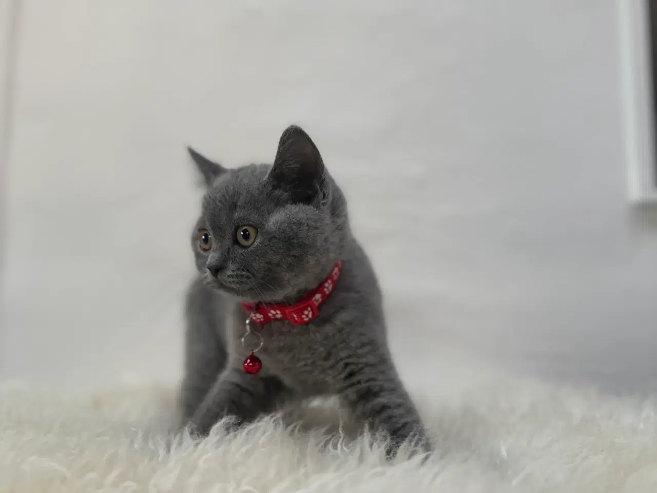 Billede 4 - ✨✨Salgsklare Blue British Shorthair killinger✨