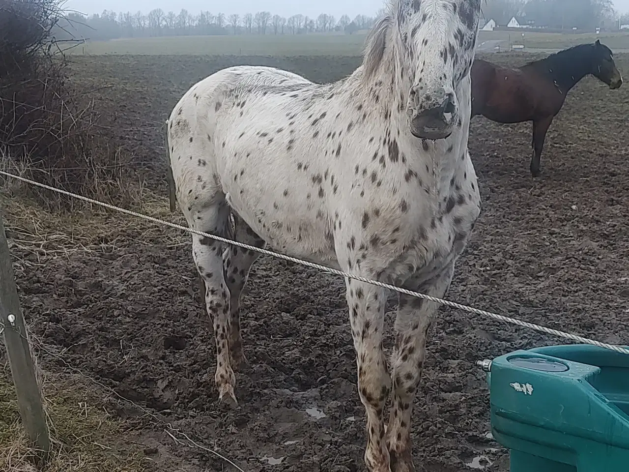 Billede 2 - Knabstrupper