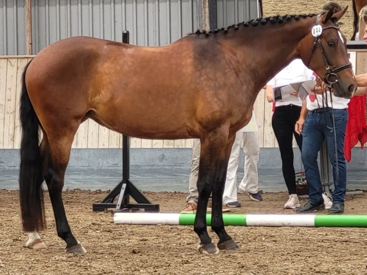 Billede 5 - Ridelig oldenborg hoppe 