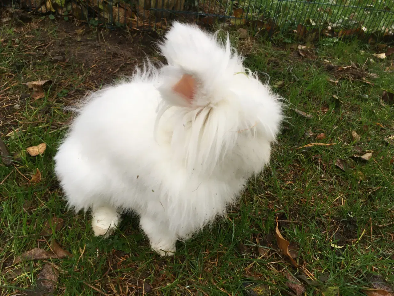 Billede 5 - Olaf ( KASTRERET ) søger kærligt hjem