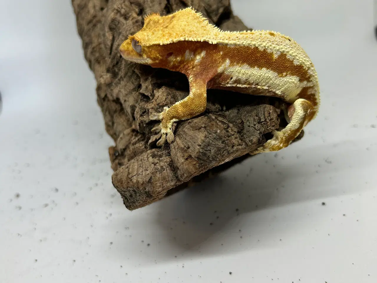 Billede 6 - Lilly White kronegekko han