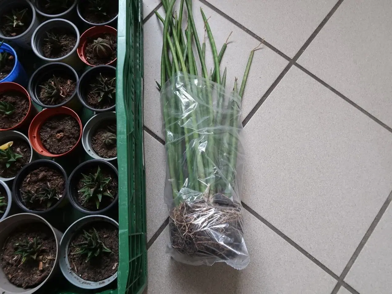 Billede 4 - Diverse planter