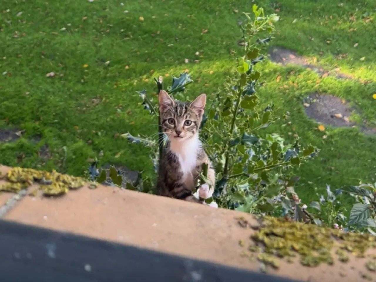 Billede 1 - Katte killing