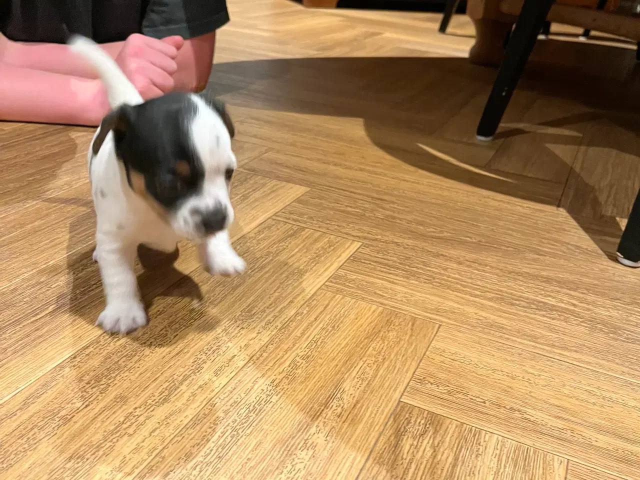 Billede 1 - Jack Russell hvalpe