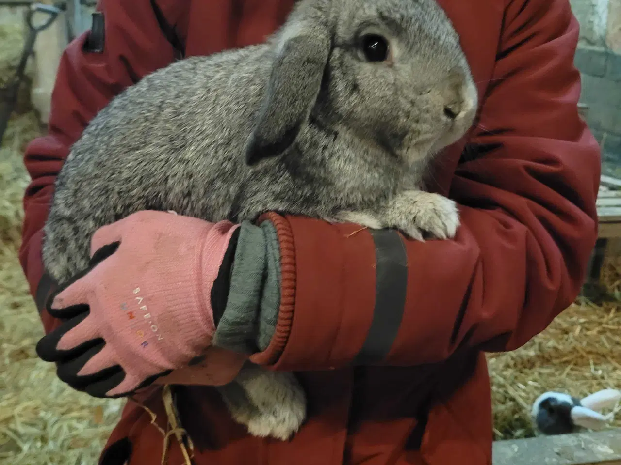 Billede 2 - 2 søde, tamme hankaniner