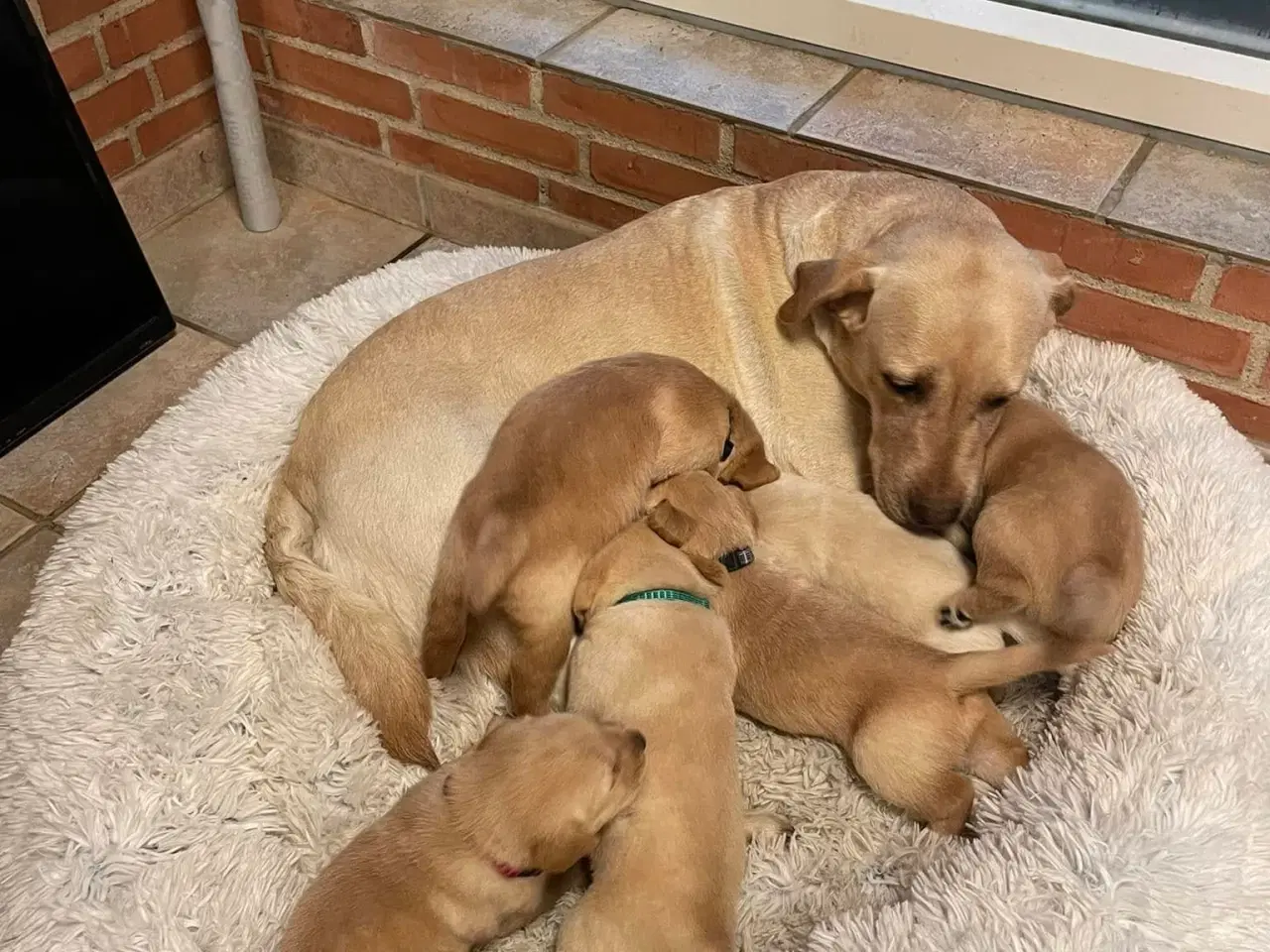 Billede 11 - Fantastiske Labrador og Retriver hvalpe 