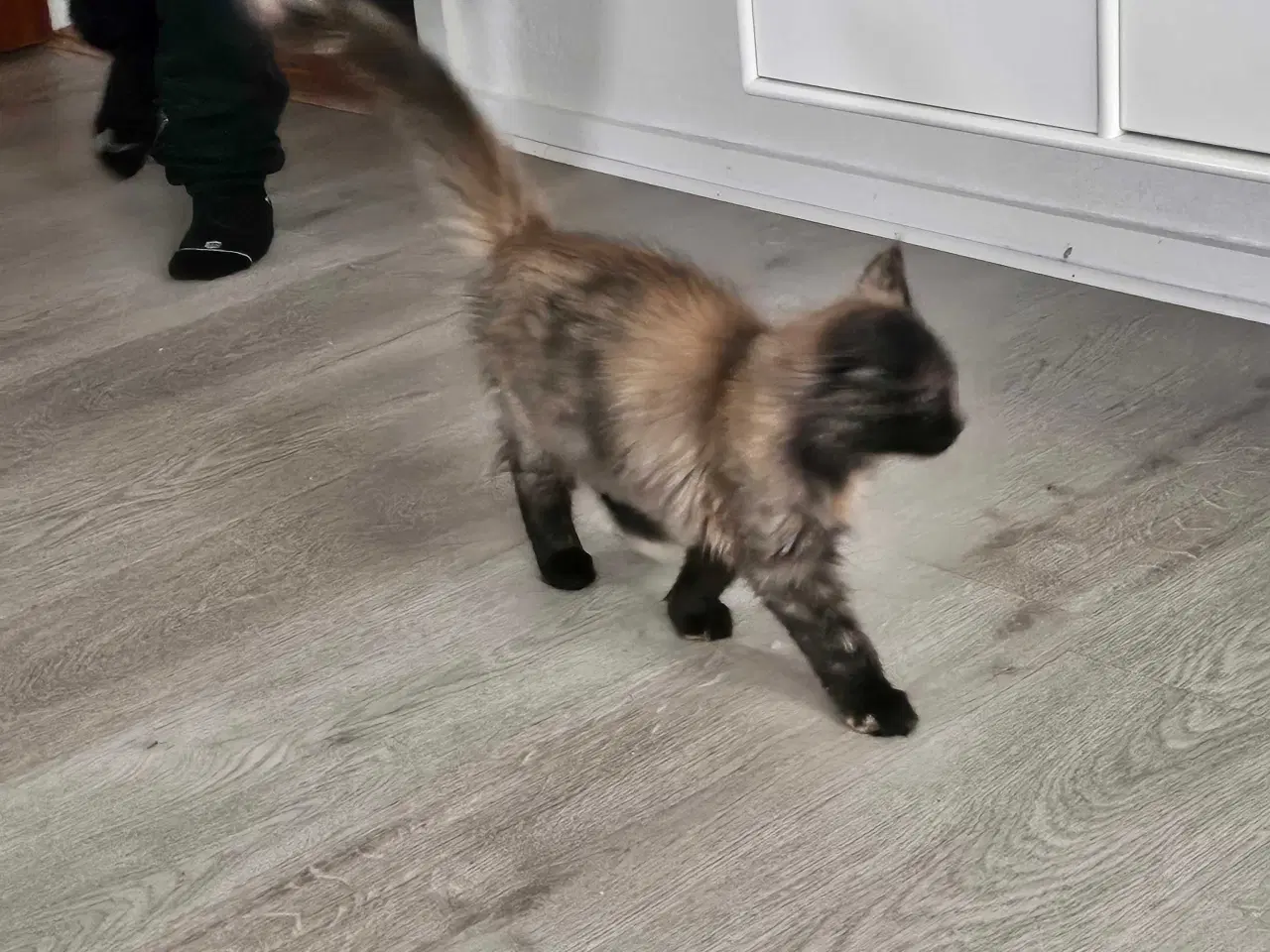 Billede 3 - Maine coon killing uden stamtavle