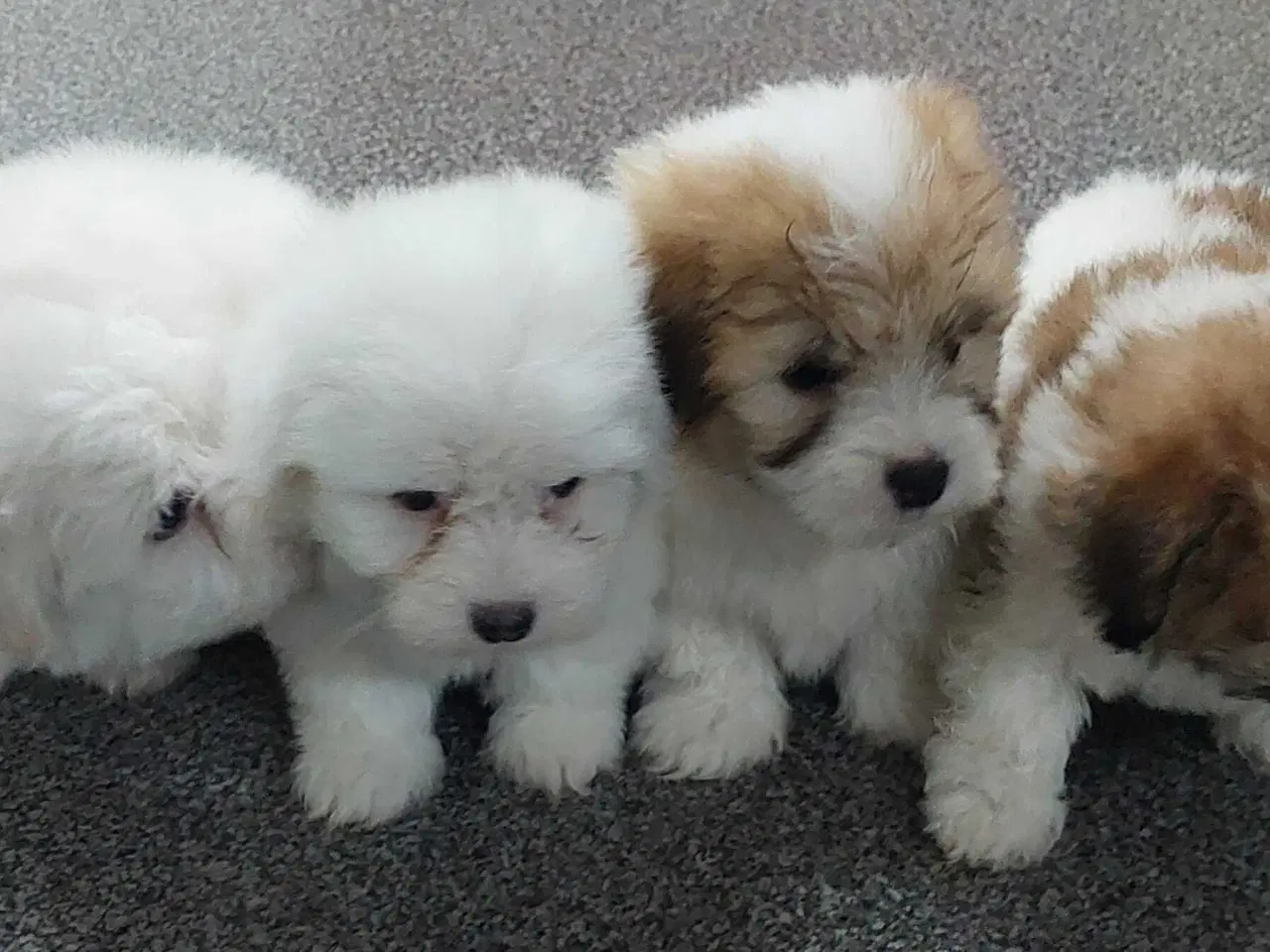 Billede 7 - Coton de tulaer