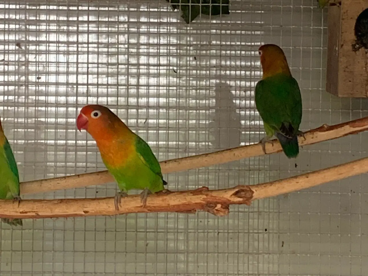 Billede 1 - Dværg papegøjer