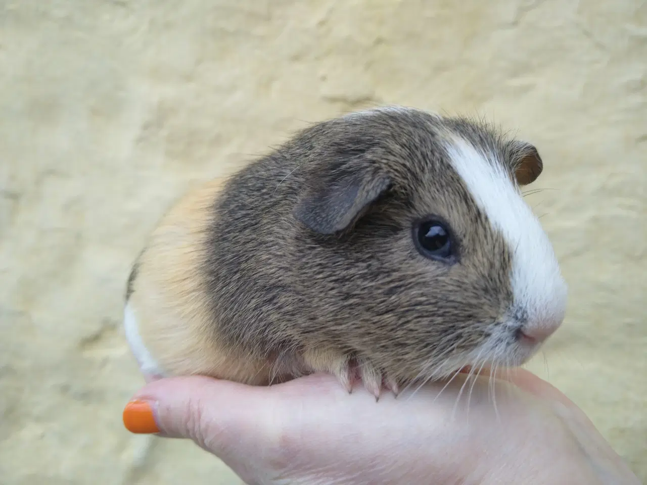 Billede 4 - 2 x Han unge til voksen, der har mistet makkeren.