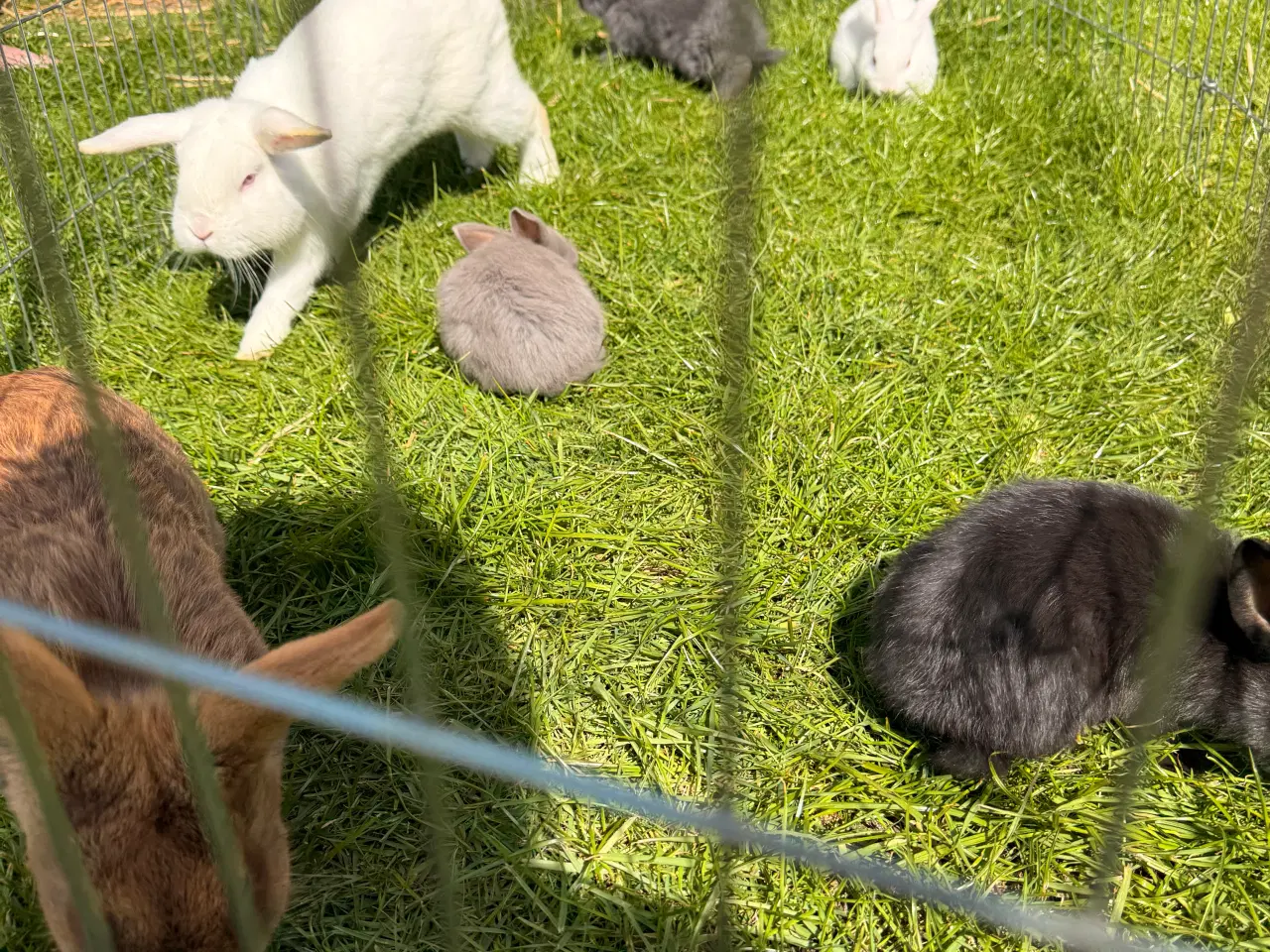 Billede 1 - Små kaniner sælges 🐇🐇🐇