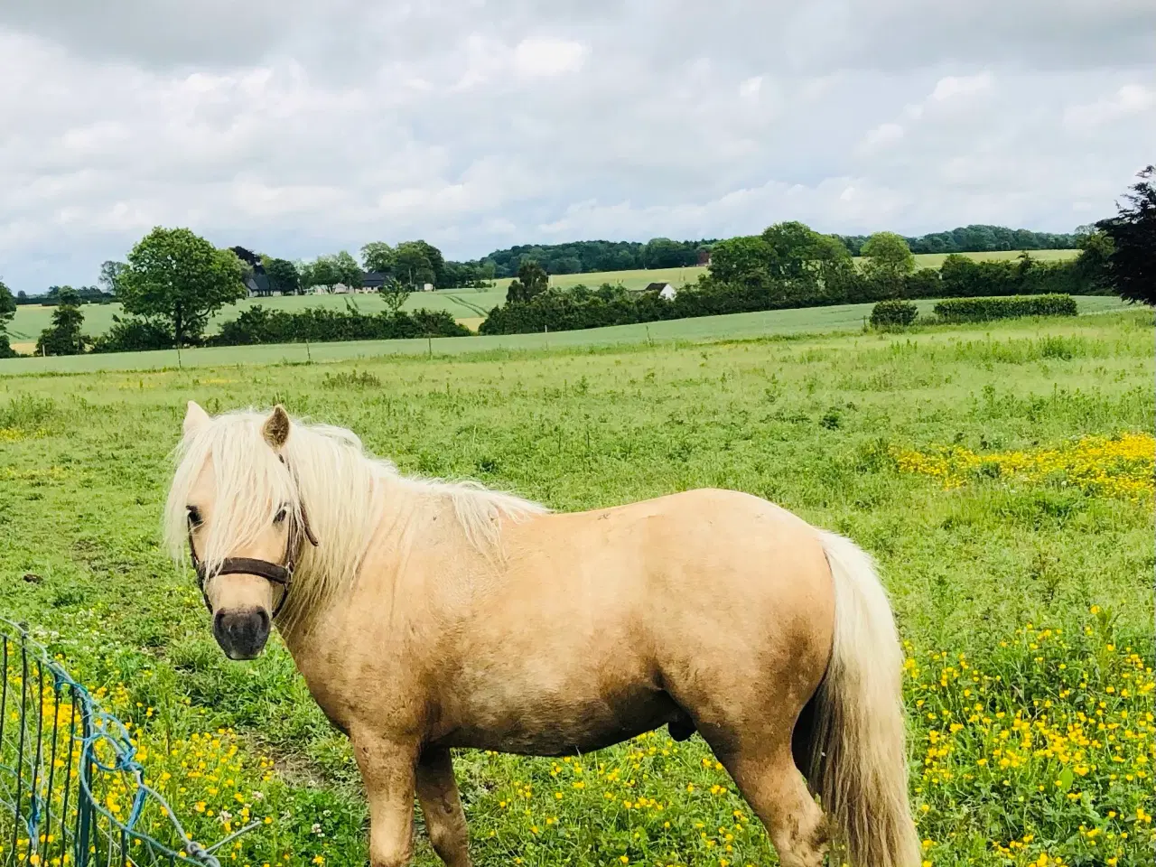Billede 7 - Welsh / shetlænder 