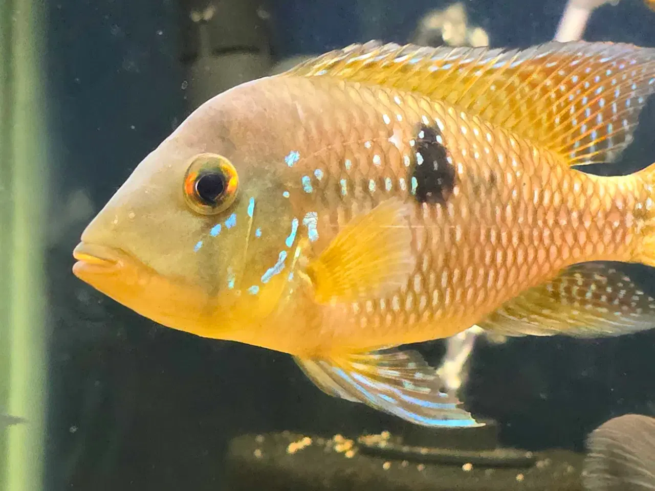 Billede 4 - Akvariefisk