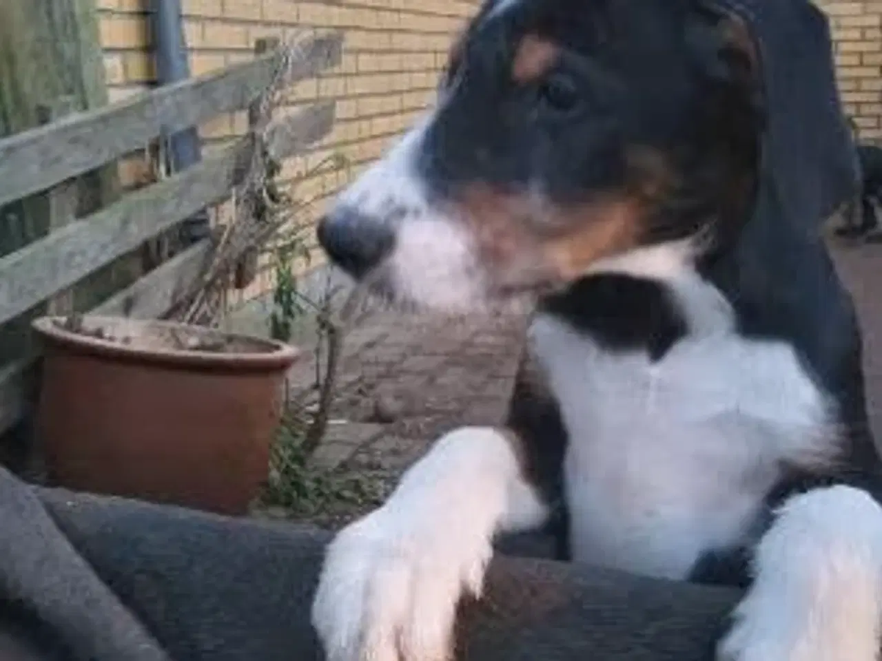 Billede 3 - Søde og aktive Dobermann blandingshvalpe