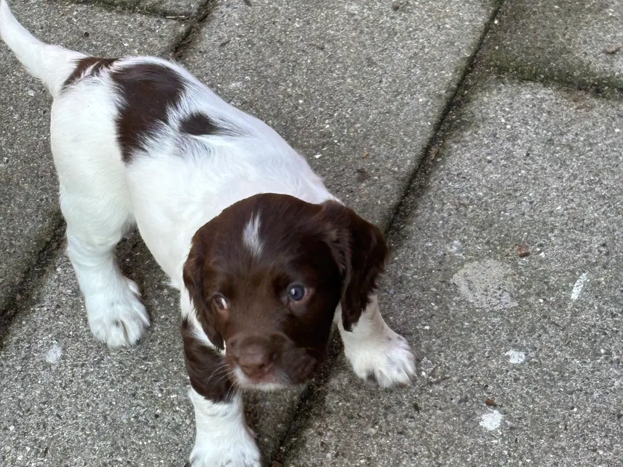 Billede 17 - FT Springer Spaniel