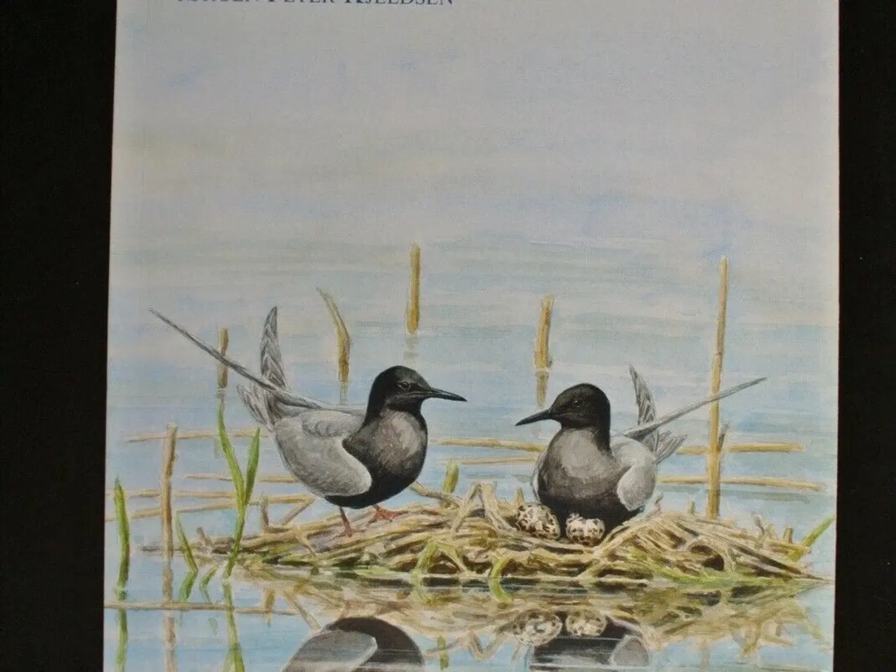 Billede 1 - ynglefugle i vejlerne, Af jørgen peter kjeldsen, e