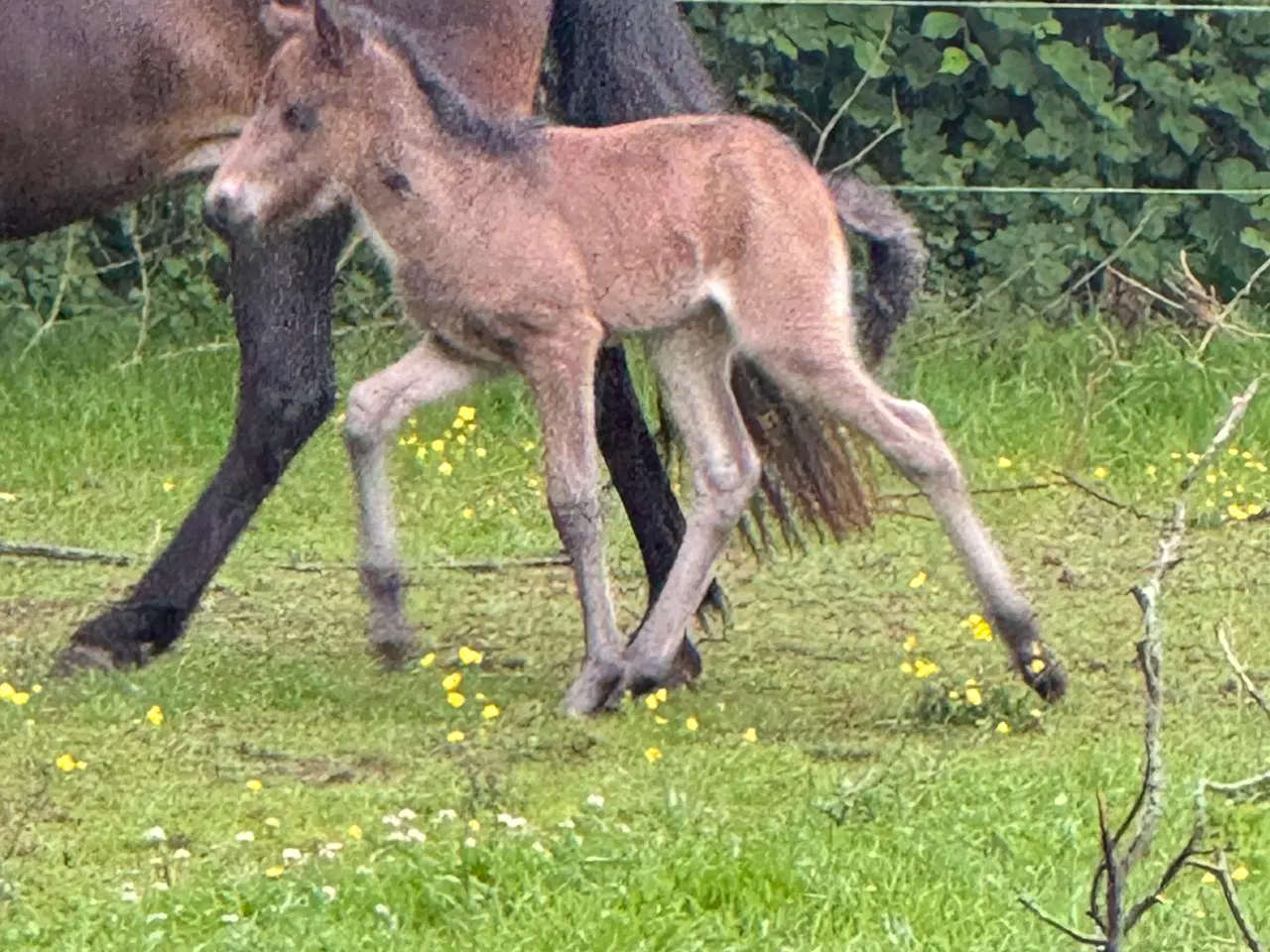 Billede 2 - Fantastisk smuk hingst med afdrag muligt 