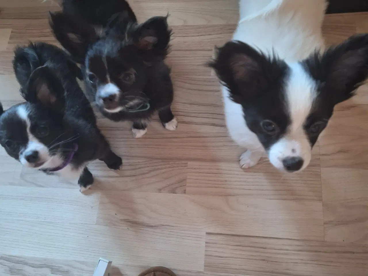 Billede 5 - papilion /chihuahua