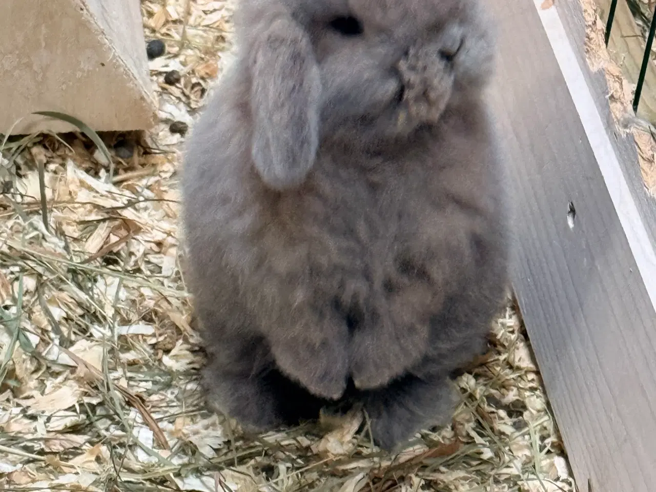 Billede 2 - Minilop kaninunger 