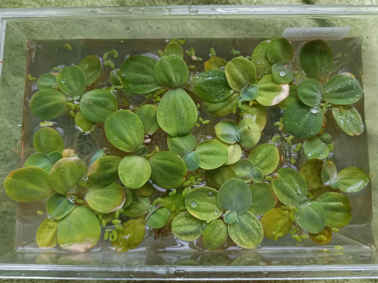 Billede 1 - Vandplanter "andemad" til akvarie