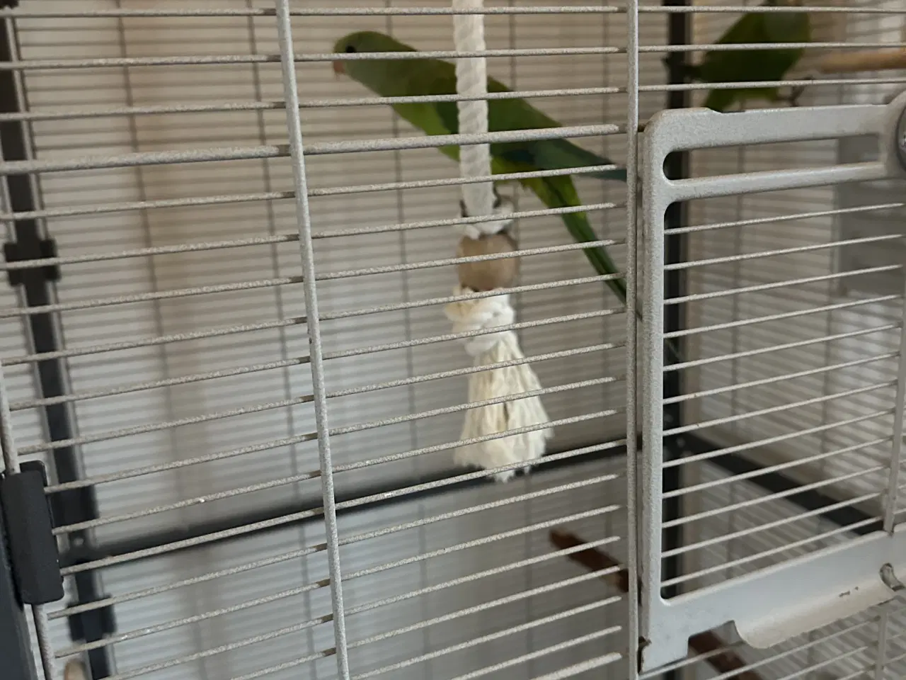 Billede 4 - Sælger mine fugle