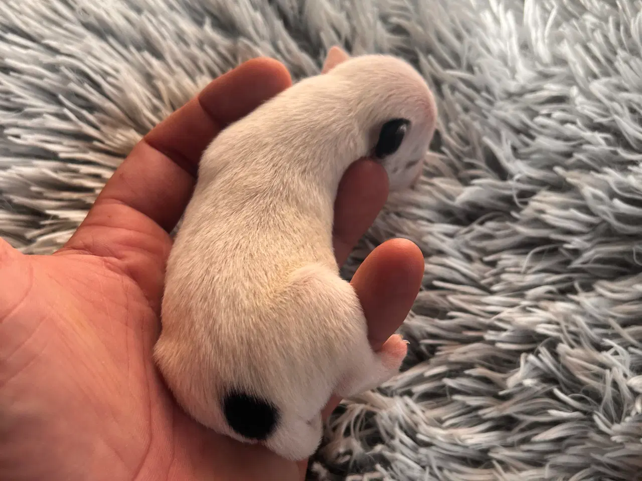 Billede 9 - Jack russel hvalpe 