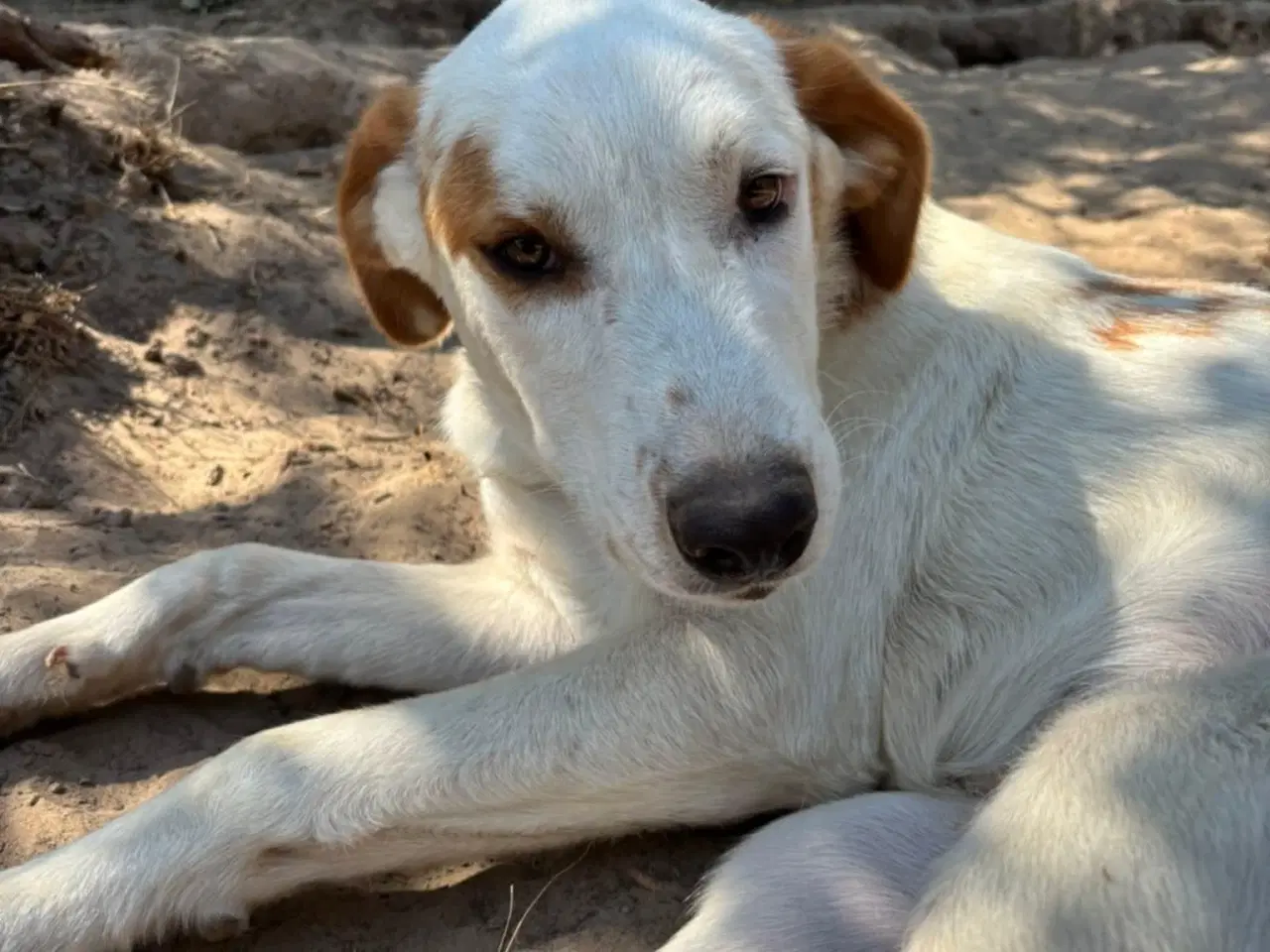 Billede 7 - Smukkeste Falki søger sit helt eget hjem