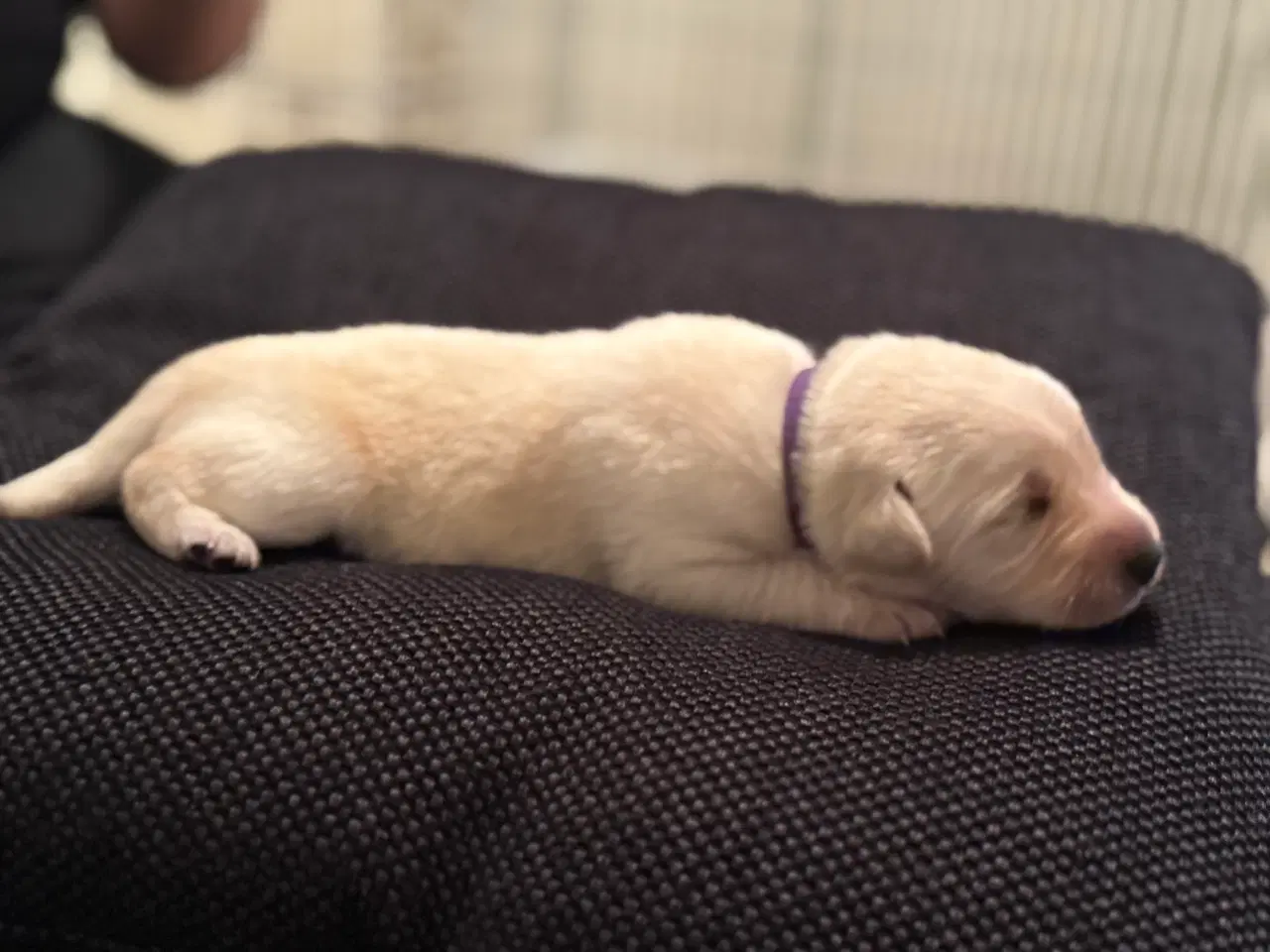 Billede 11 - Lækker hvide hvalpe 