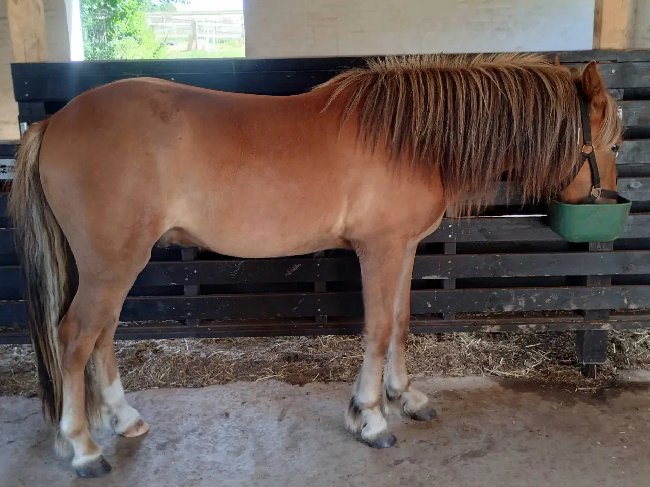 Billede 6 - Islænder/Tinker