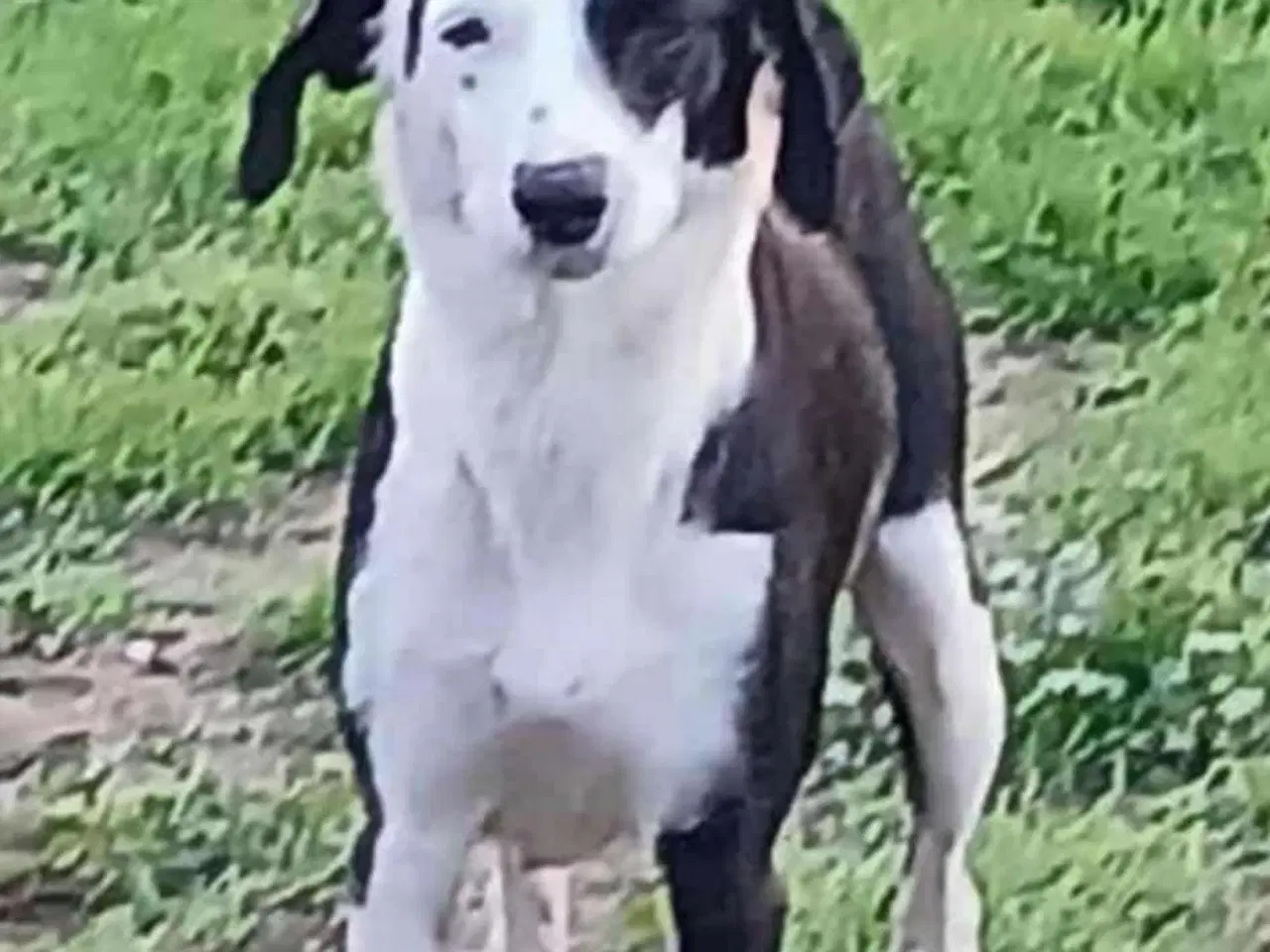 Billede 1 - Sødeste Frigg søger evigt hjem