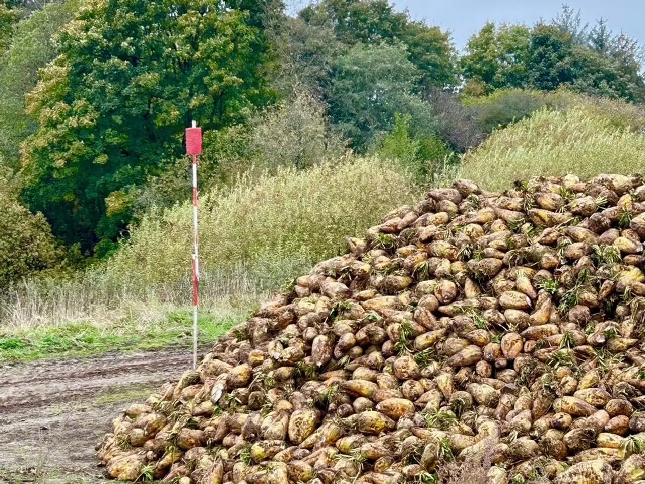 Billede 1 - Roer, foderroer. Ca 50 tons til salg