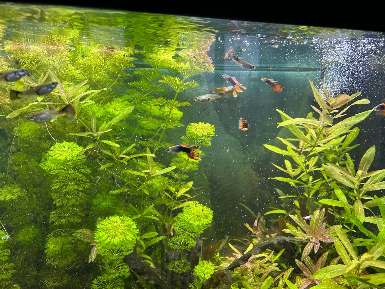 Billede 7 - 🌿 Levende akvarieplanter – 2 stk. GLS