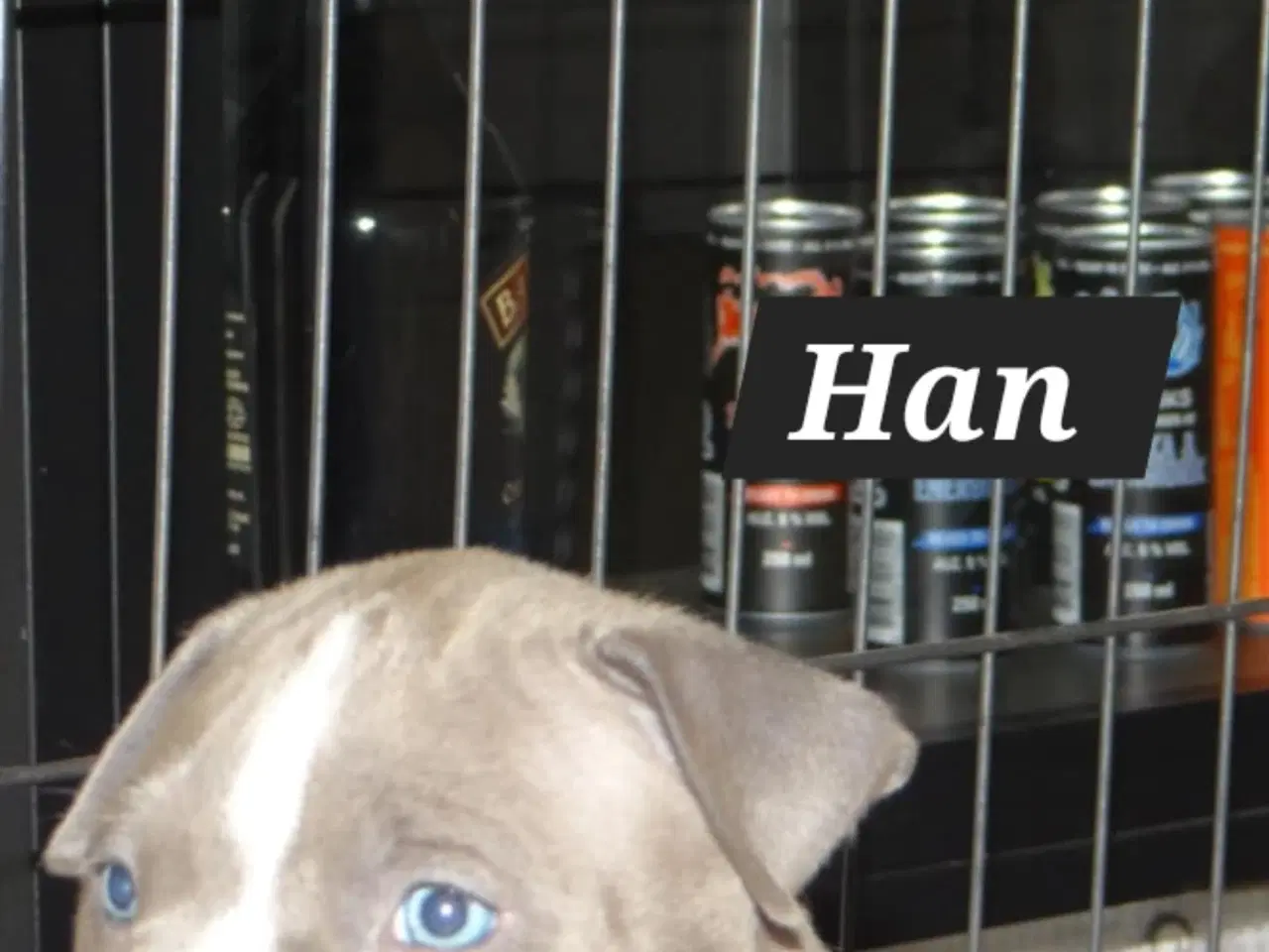 Billede 2 - American bully hvalpe 