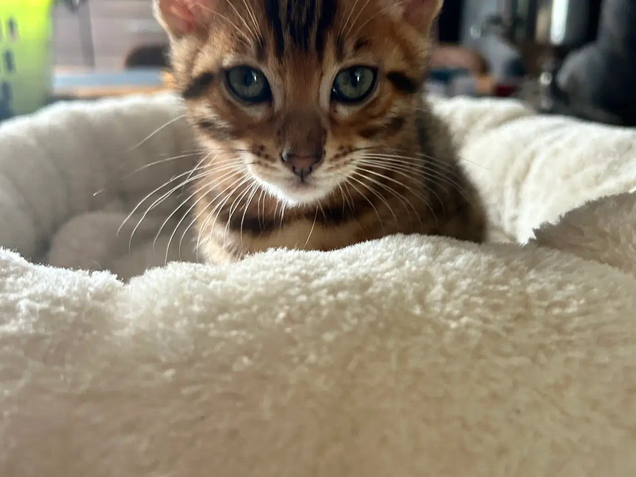 Billede 12 - Bengal Kitten 