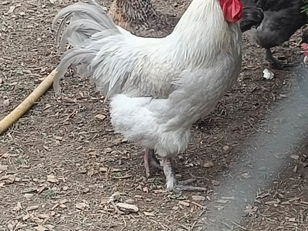 Billede 1 - Perlegrå/Silver Maran hane