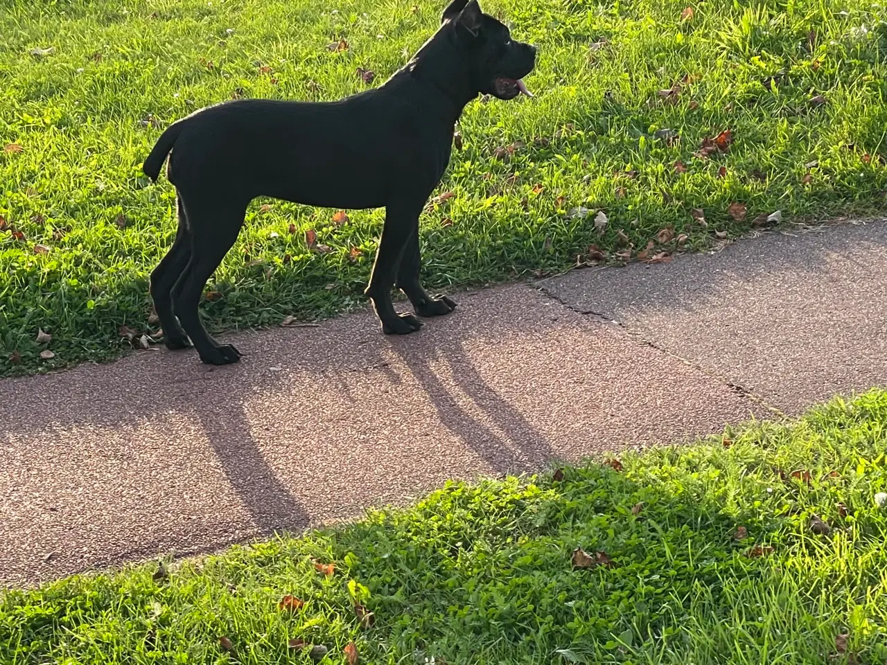 Billede 4 - Cane corso tæve hvalp 