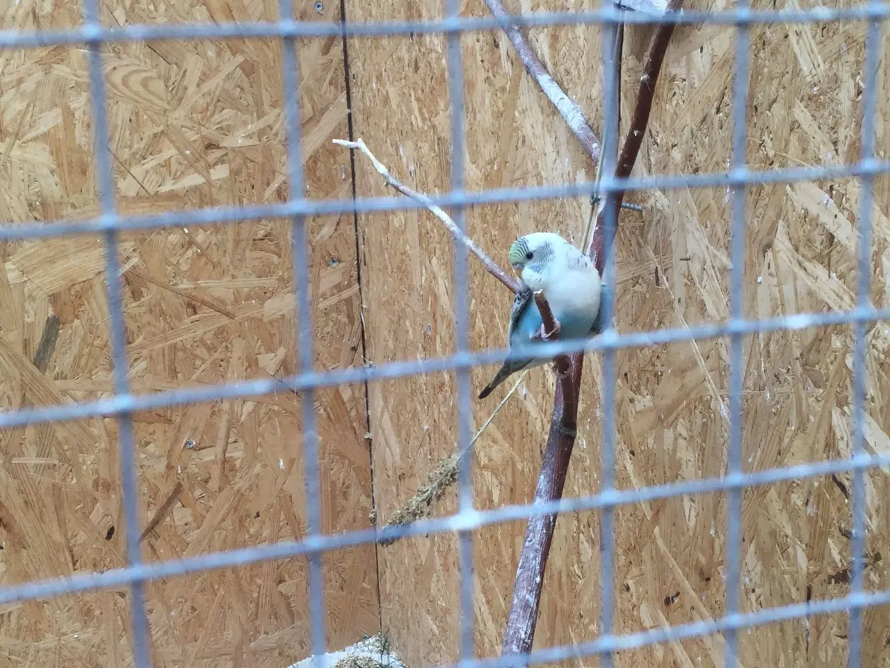 Billede 5 - Australske undulater