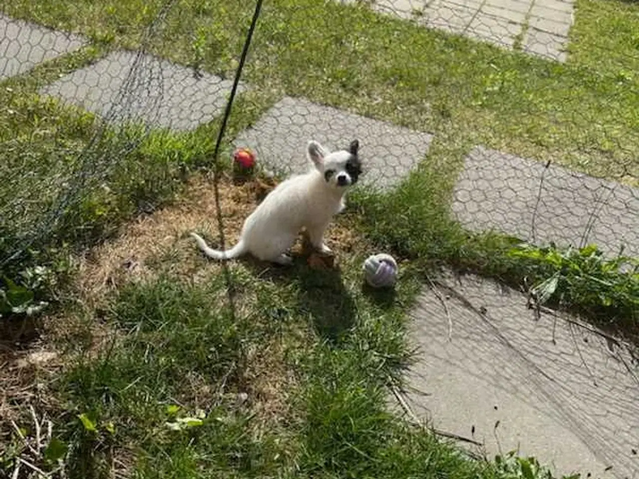 Billede 4 - Chihuahua pige 